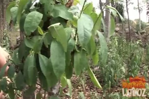 Latinos And Indians unprotected Sex orgy