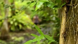 The Everglades - Diego Sans, Kaleb Stryker American fuck